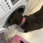 Helping with the laundry